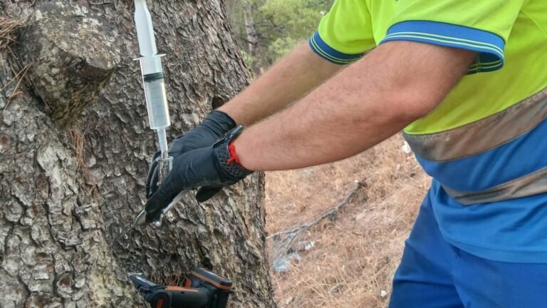 Benidorm aplica endoterapia en más de 1.000 pinos para prevenir la procesionaria